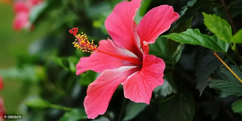 Baishnab  Hibiscus Red CF300041 Hibiscus Plant