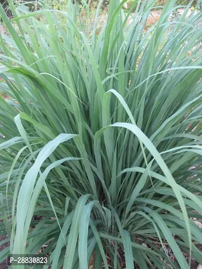 Baishnab  LEMONGRASS54 Lemon Grass Plant