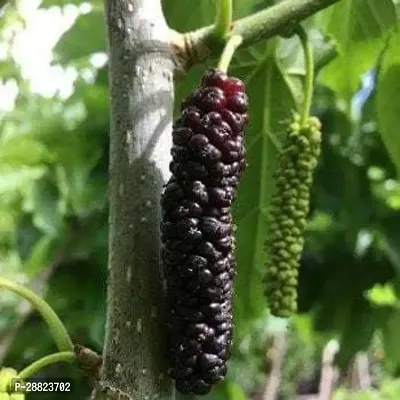 Baishnab  q121 ShahtootMulberry Plant-thumb0