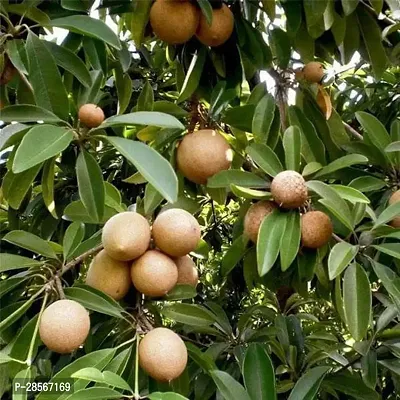 Baishnab Chiku Plant Chikoo, Sapota, Chiku Fruit (Grafted) - Plant