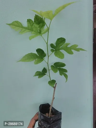 Baishnab ShahtootMulberry Plant JHVBNV48-thumb0