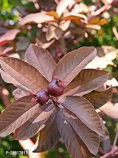 Baishnab  Red Guava Plant001 Guava Plant-thumb0