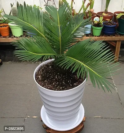 Baishnab  Cycas Revoluta Plant Live Plant CF95 Cy-thumb0