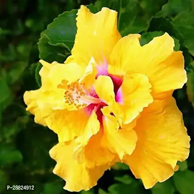 Baishnab  Hibiscus Yellow Plant CF0311 Hibiscus P-thumb0