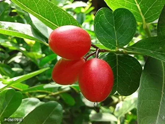 Baishnab  Karonda Cherry Fruit Plant Carissa carand