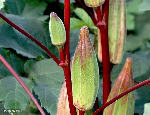 Baishnab Bhindi Seed  100 p sOKRA Heirloom F1 Hybrid variety vegetable 25 seeds100PIECE