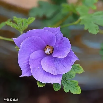 Baishnab  Hibiscus Blue Live Flower Plant CF42405-thumb0