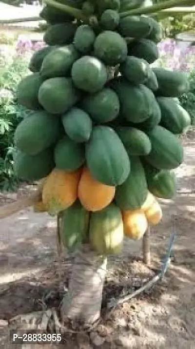 Baishnab Papaya seed du 150psPP20  BEST QUALITY SEED OF PAPAYA  PAPITA PACK OF 150 SEEDS 100 percent GERMINATION IMPORTED SEED PACK OF 150 SEEDS150PIECE-thumb0