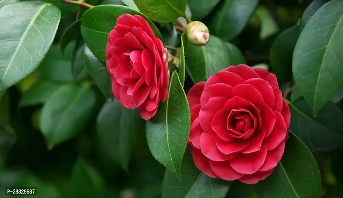 Baishnab  Camelia Flower Plant CF25 Rose Plant-thumb0