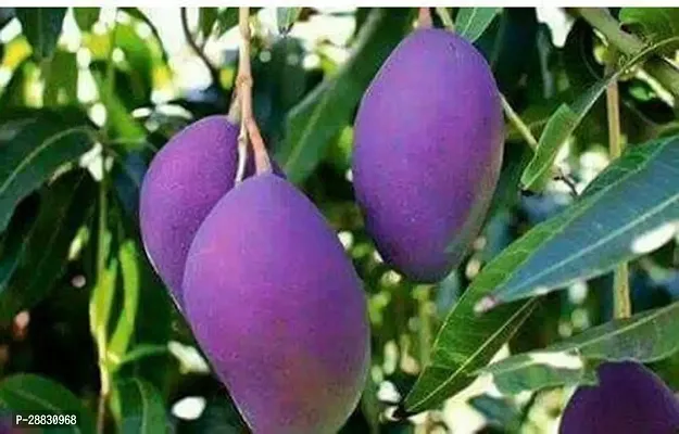 Baishnab  Purple Mango Good Plant Mango Plant-thumb0