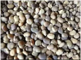 Baishnab Gwar Falicluster Beans seed 120 per packetrbGwar Fali Hybrid Vegetable Seeds   G491120PIECE-thumb1