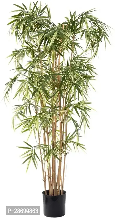 Baishnab Bamboo Palm Plant::Two Layer Bamboo Plant Bamboo plant