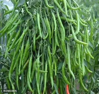 Baishnab Chili seed a 150sedCW44 CHILLI MIRCHI HYBRID SEED30PIECE-thumb0