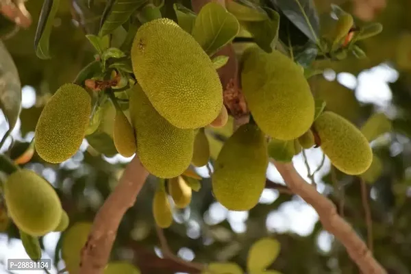 Baishnab  jackfruit2 Jack Fruit Plant