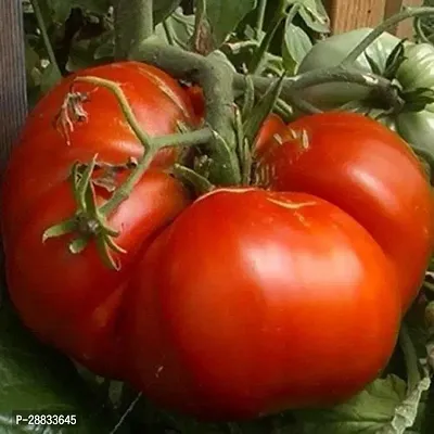 Baishnab tomato seed 100 ps erFarm Giant Tomato BIG ZAC Heirloom100PIECE-thumb0