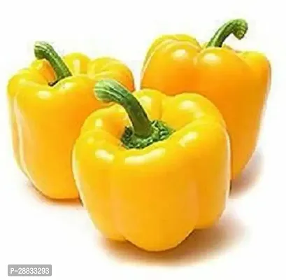 Baishnab capsicum seed fgbrImported Yellow Wonder Capsicum50PIECE-thumb0