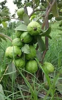 Baishnab Guava Plant Live Guava Plant-30-thumb1