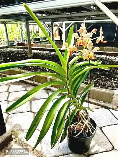 Baishnab  ORCHID PLANT Orchid Plant