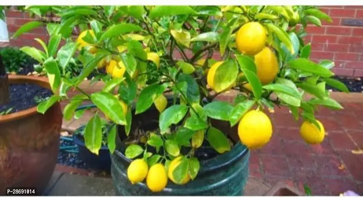 Baishnab Lemon Plant MN-NT-800-thumb0