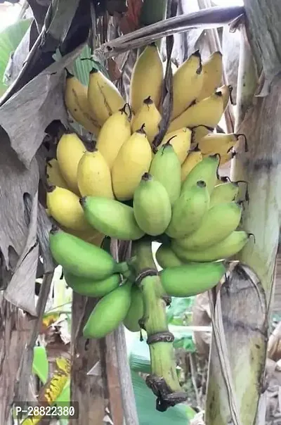 Baishnab  Hybrid  Banana live plant for fruiting Ba