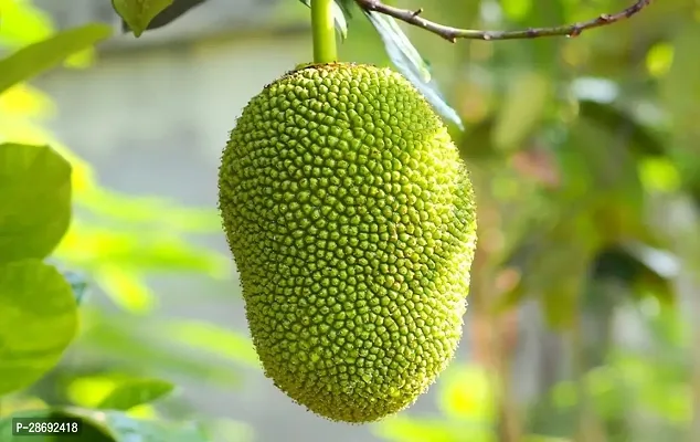 Baishnab Jackfruit Plant Indian jackfruit plant