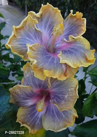 Baishnab  Hybrid Hibiscus Flower Live PlantCF352-thumb0