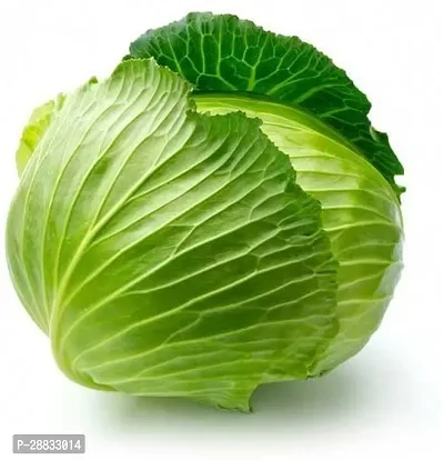 Baishnab Cabbage Seed 40 .PsNXX 17940PIECE-thumb0