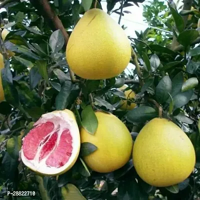 Baishnab  Pomelo Plant Batabi LemonCFA51 Lemon Pl