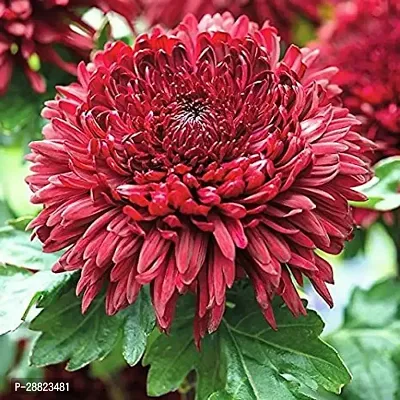 Baishnab  GuldavariChrysanthemumsPlant Chrysanthem