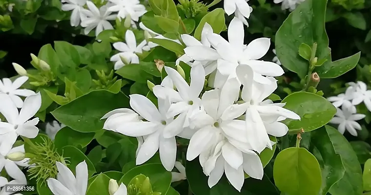 Baishnab Jasmine Plant Bijaya Online Store