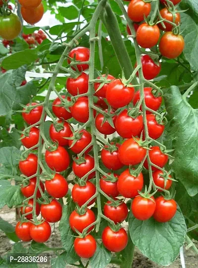 Baishnab tO SED 400PS IUF1 Hybrid Tomato Vegetable Seeds For Planting F123400PIECE-thumb0