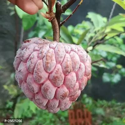 Baishnab  Custard Apple Live Plant CF2004223 Cust