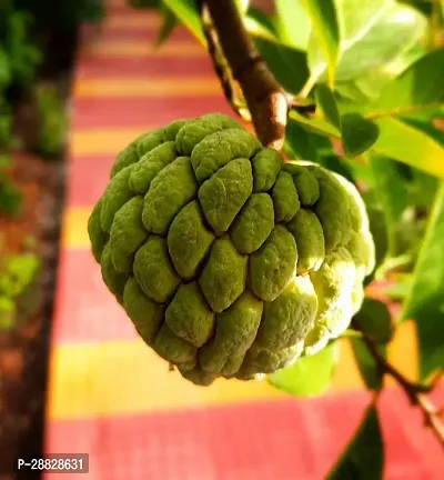 Baishnab  Custard Apple Live Plant Disha309087 C