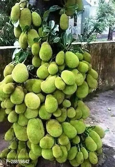 Baishnab  ALL TIME JACK FRUIT PLANT Jack Fruit Plan-thumb0