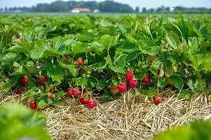 Baishnab Strawberry Plant STRAWBERRY PLANT LNO-thumb1