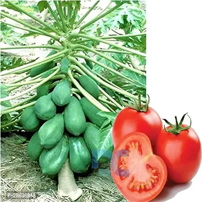 Baishnab papya seedsPapaya and Tomato seeds pack of 25 each25PIECE