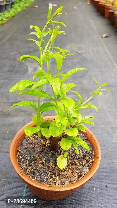 Baishnab Pomegranate Plant Anar Bhagwa-thumb0