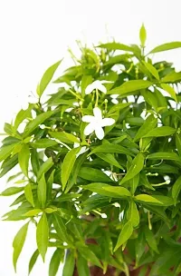 Baishnab Jasmine Plant Plants 377-thumb1