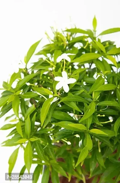 Baishnab Jasmine Plant Plants 377-thumb2