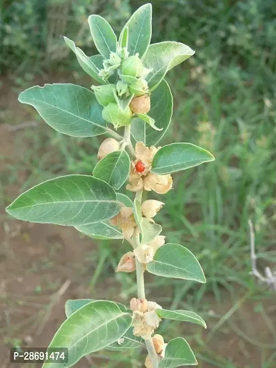 Baishnab AshwagandhaIndian Ginseng Ashwagandha BeautifulMedicinal Live Plant-thumb0