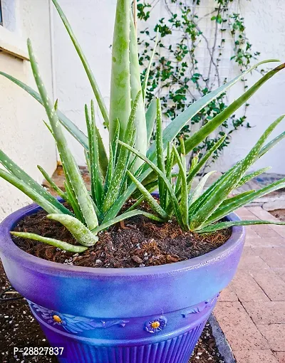 Baishnab  Aloe Vera Plant CF00097 Aloe Vera Plant-thumb0