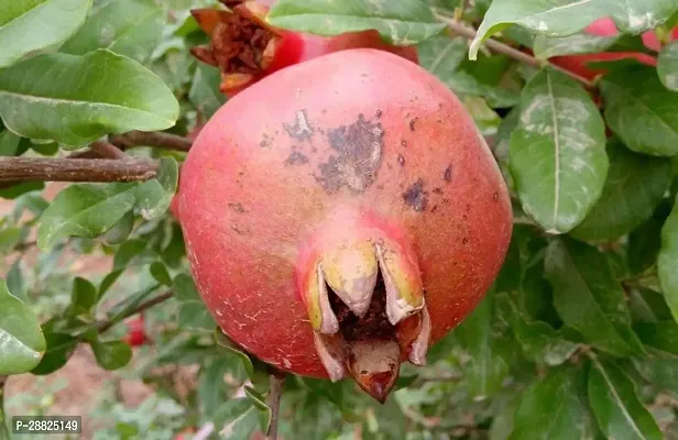 Baishnab  Pomegranate Live Plant CF0014 Pomegrana-thumb0