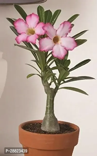 Baishnab  Desert Rose Flower Plant Adenium Plant-thumb0