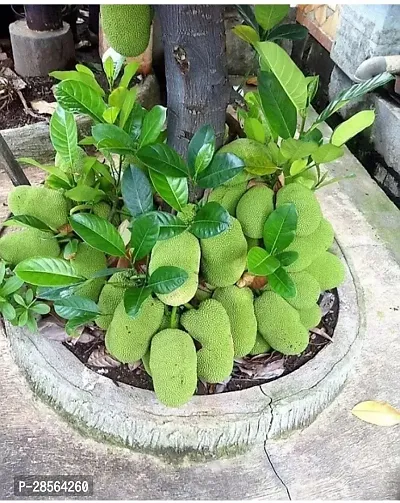 Baishnab Jack Fruit Plant VIJAY GRENERY - JACK FRUIT KATHAL PLANT