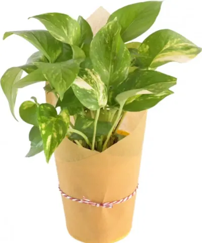 Limited Stock!! Plant & Planters 