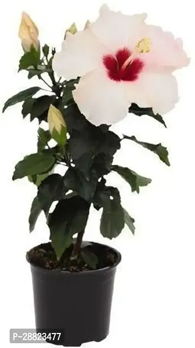 Baishnab  PNWhite gudhal Hibiscus Plant-thumb0