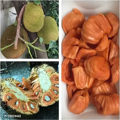 Baishnab  Air Layered Red Jackfruit Plant CF03 Ja-thumb0