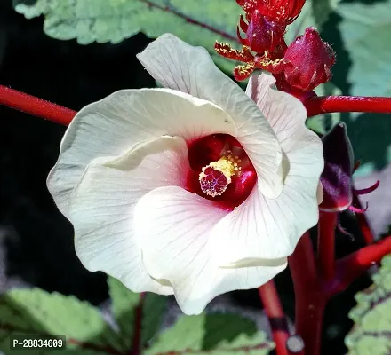 Baishnab ladyfinger seed50 Red Okra 38650PIECE-thumb4