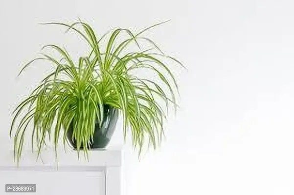 Baishnab Spider Plant SPIDER PLANT B79-thumb0