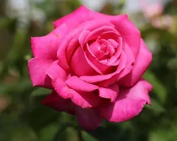 Baishnab Baby Sun Rose Plant Pink Rose plant-thumb1